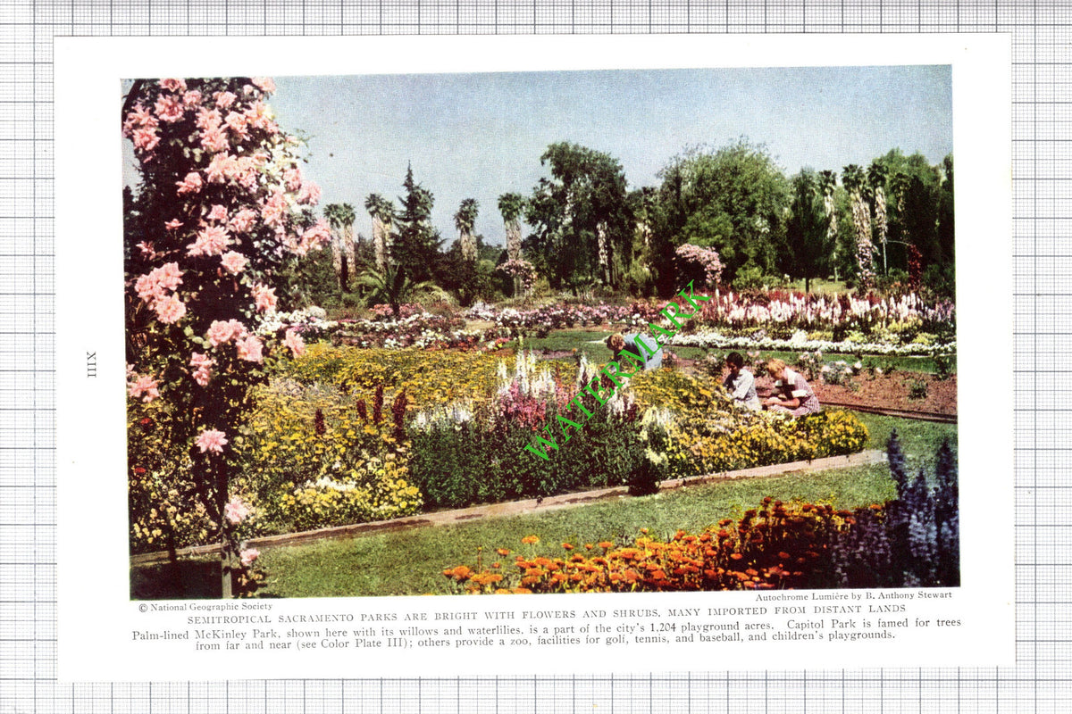 McKinley Park California USA  - c.1936 Cutting / Print