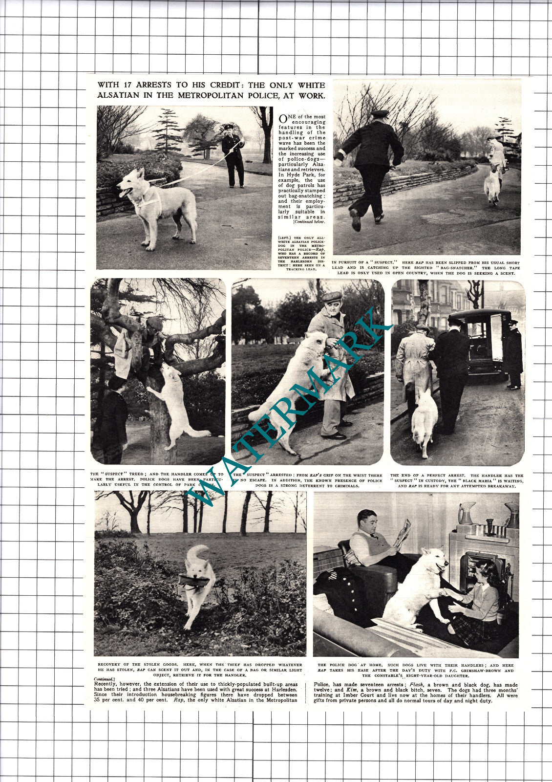 PC Grimshaw-Brown Alsatian Police Dog RAP Harlesden  -1953 Cutting / Print