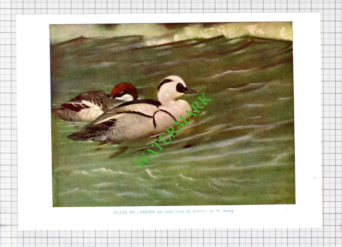 SMEW  A W Seaby Bird - 1960's Cutting / Print