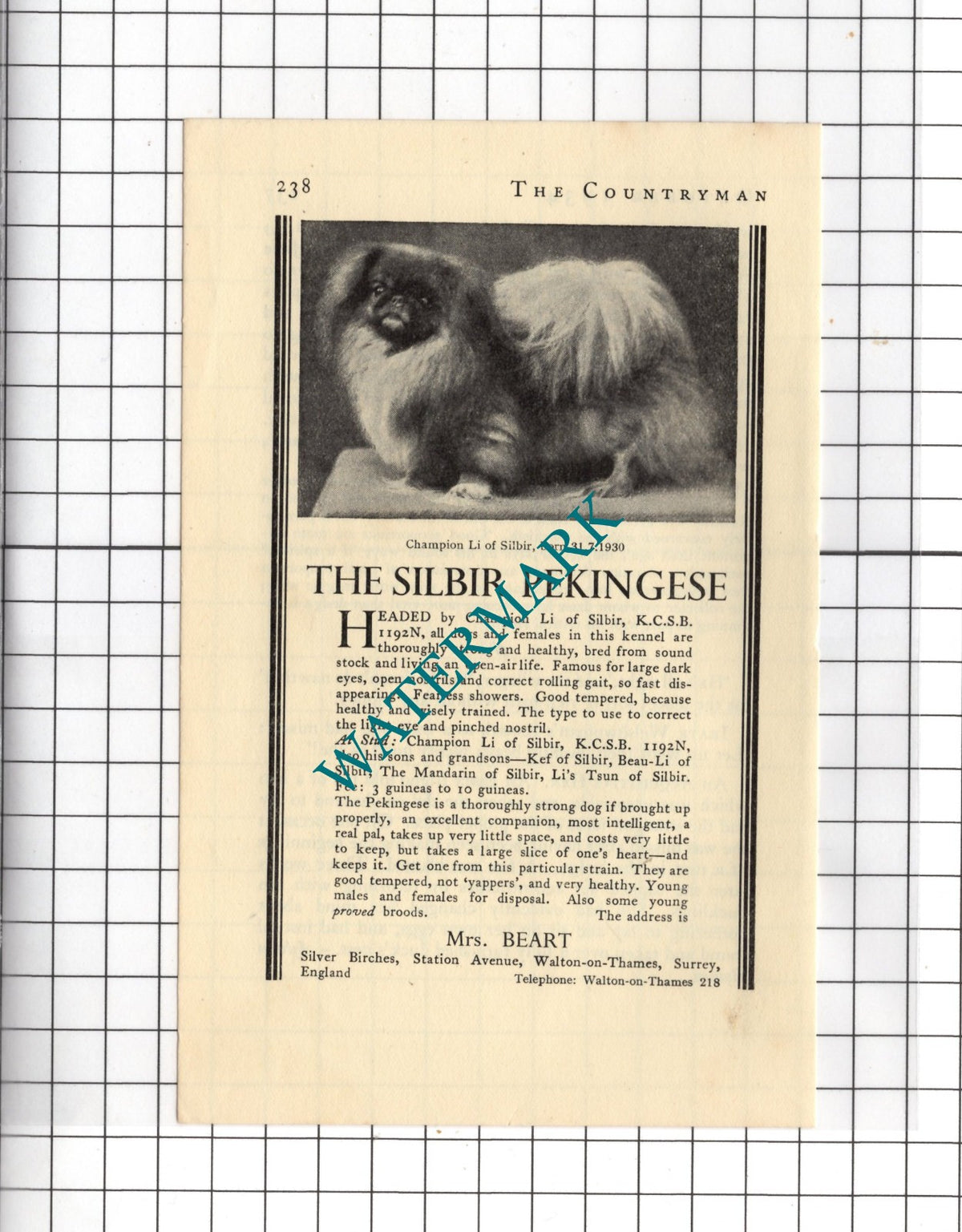 Mrs Beart Silver Birches Walton-on-Thames Silbir Pekingese - 1934 Small Advert
