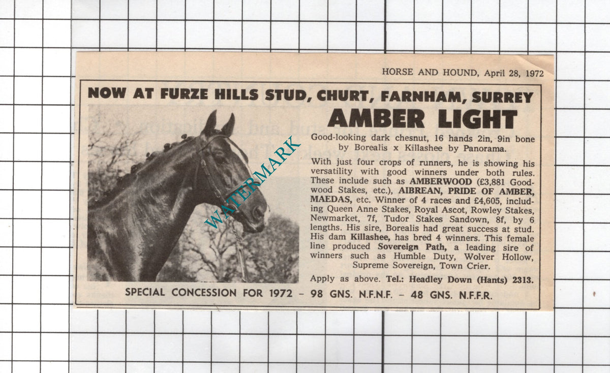 Amber Light Horse Furze Hills Stud Churt Farnham Surrey -   1972 SMALL Cutting