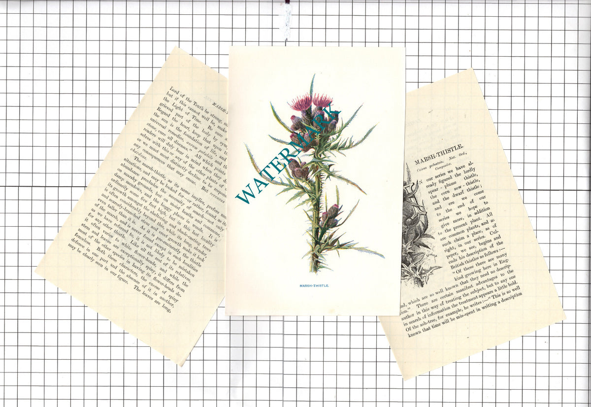 Marsh Thistle Botannical Wild Flower Plant  - c.1900 Small Print