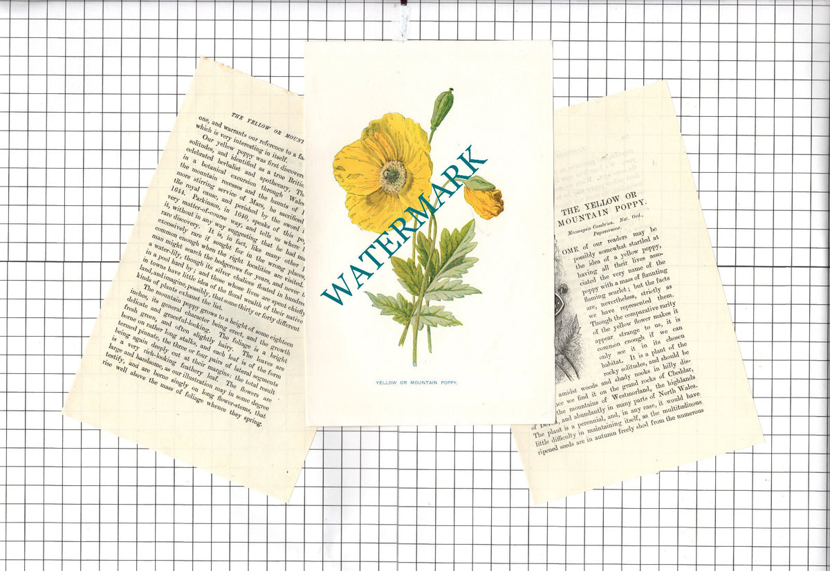 Yellow Poppy Mountain Poppy Botannical Wild Flower Plant  - c.1900 Small Print