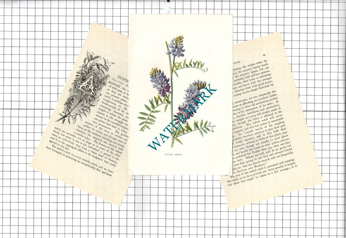 Tufted Vetch Botannical Wild Flower Plant  - c.1900 Small Print