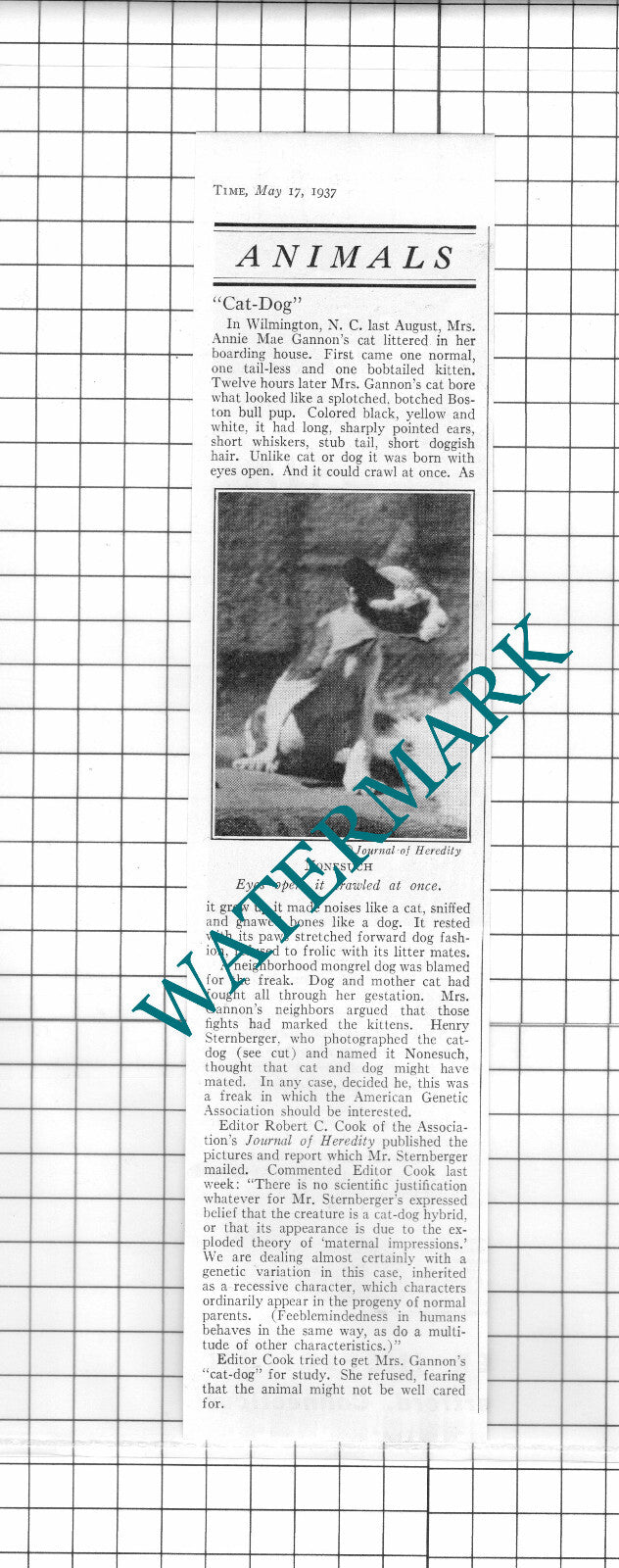 Mrs Annie Mae Gannon Wilmington North Carolina USA  - 1937 Clipping / Print