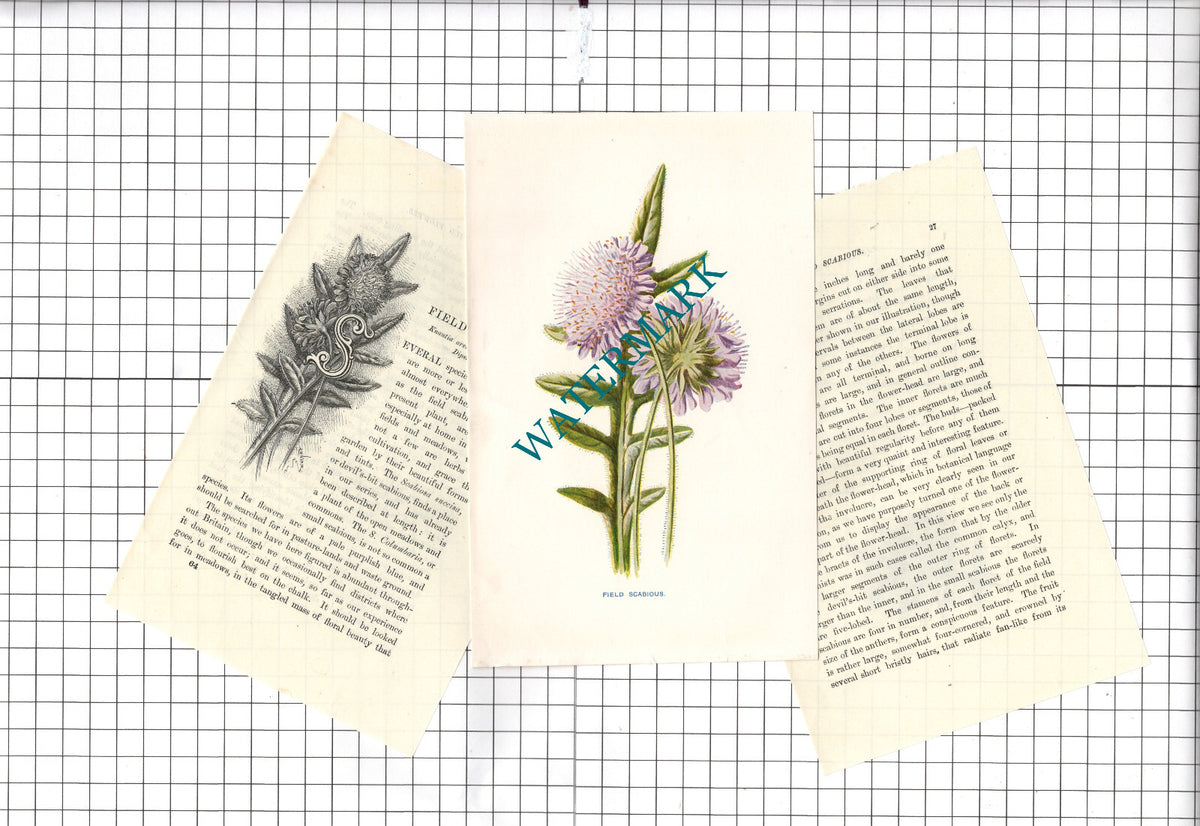 Field Scabious Botannical Wild Flower Plant  - c.1900 Small Print