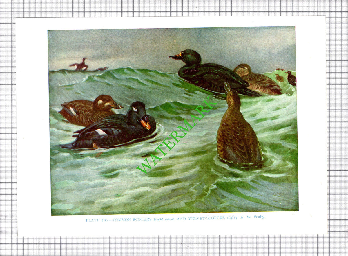COMMON SCOTER VELVET SCOTER  A W Seaby Bird - 1960's Cutting / Print