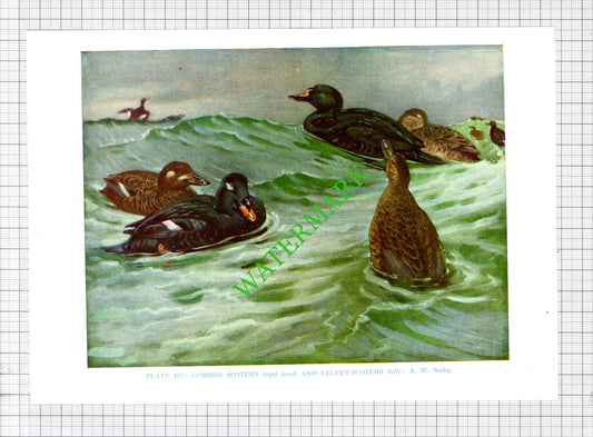 COMMON SCOTER VELVET SCOTER  A W Seaby Bird - 1960's Cutting / Print