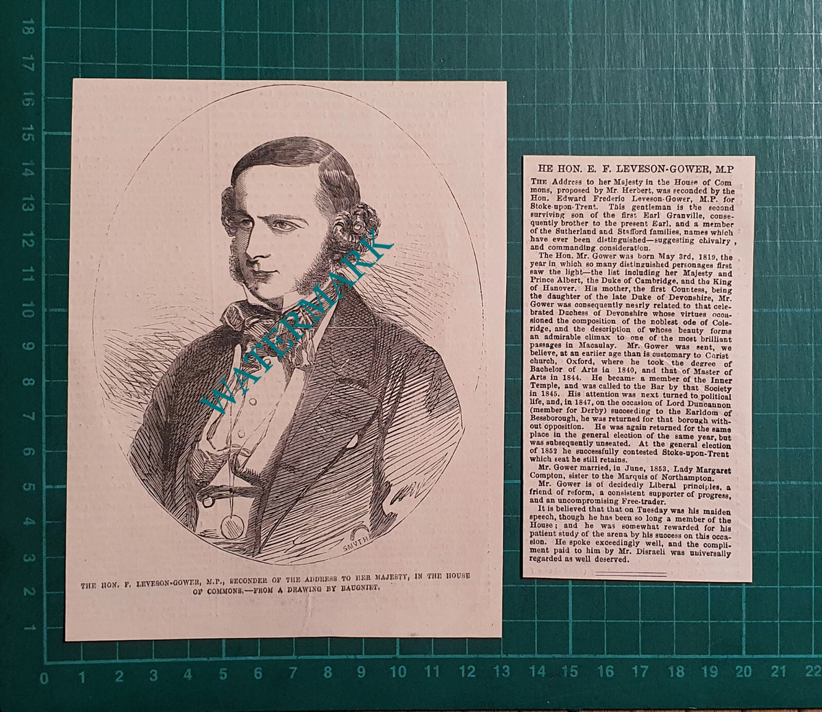 The Hon Edward Frederic Leveson-Gower  MP - 1854 2-Part Clipping / Print