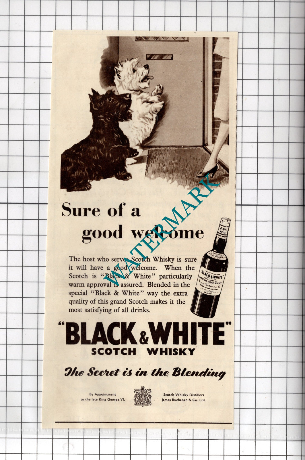 Black and White Scotch Whisky  Dogs Advert - 1953 Cutting