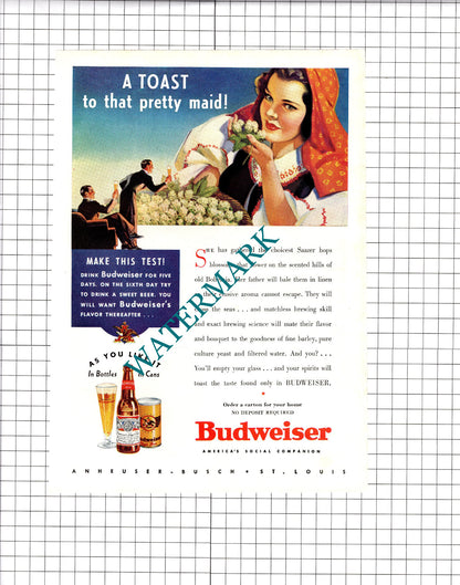 Studebaker State President Car / Budweiser Beer Advert -  1937 Clipping / Print