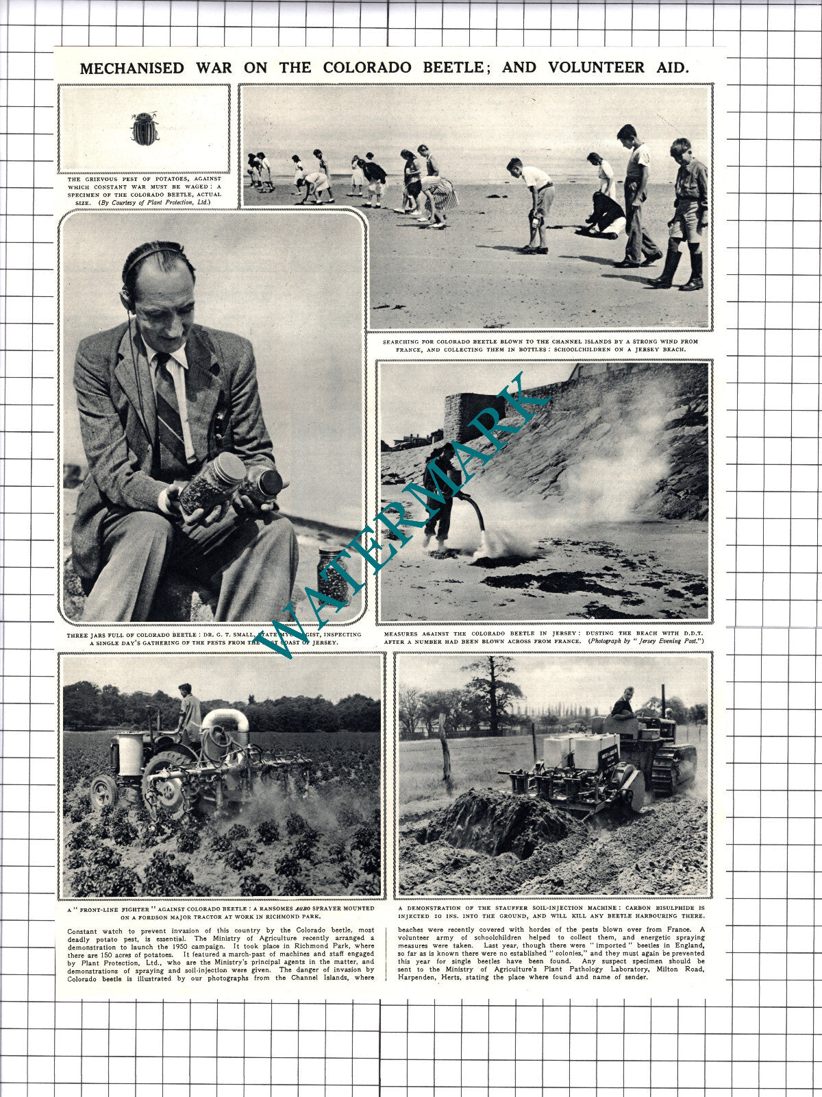 Colarado Beetle Prevention Channel Islands Jersey  - 1950 Cutting / Print