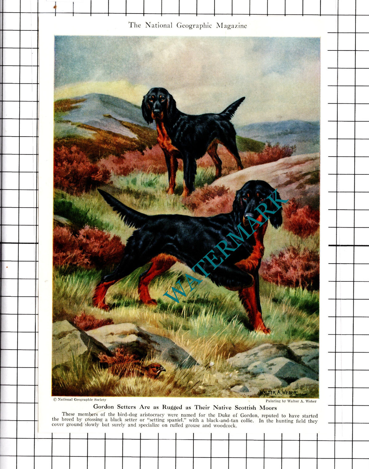 Gordon Setters / Pointer Hunting Dogs Walter A Weber - 1947 Clipping