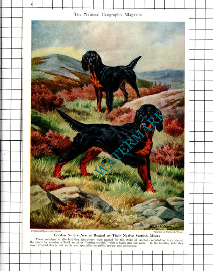 Gordon Setters / Pointer Hunting Dogs Walter A Weber - 1947 Clipping