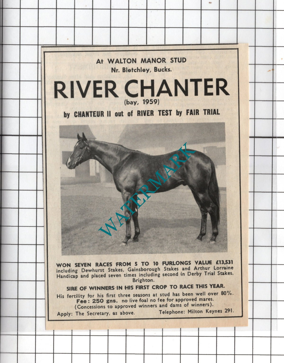 Walton Manor Stud Bletchley River Chanter Horse Advert - 1968 Cutting