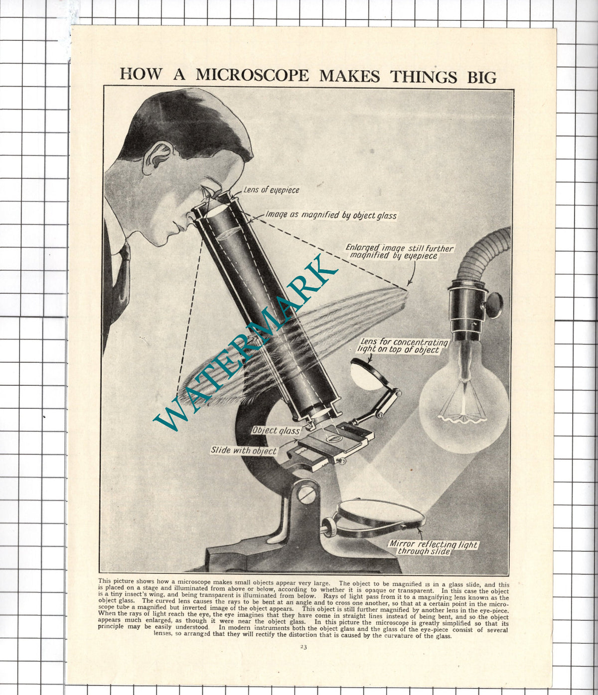How A Microscope Works - c.1940's Cutting / Print
