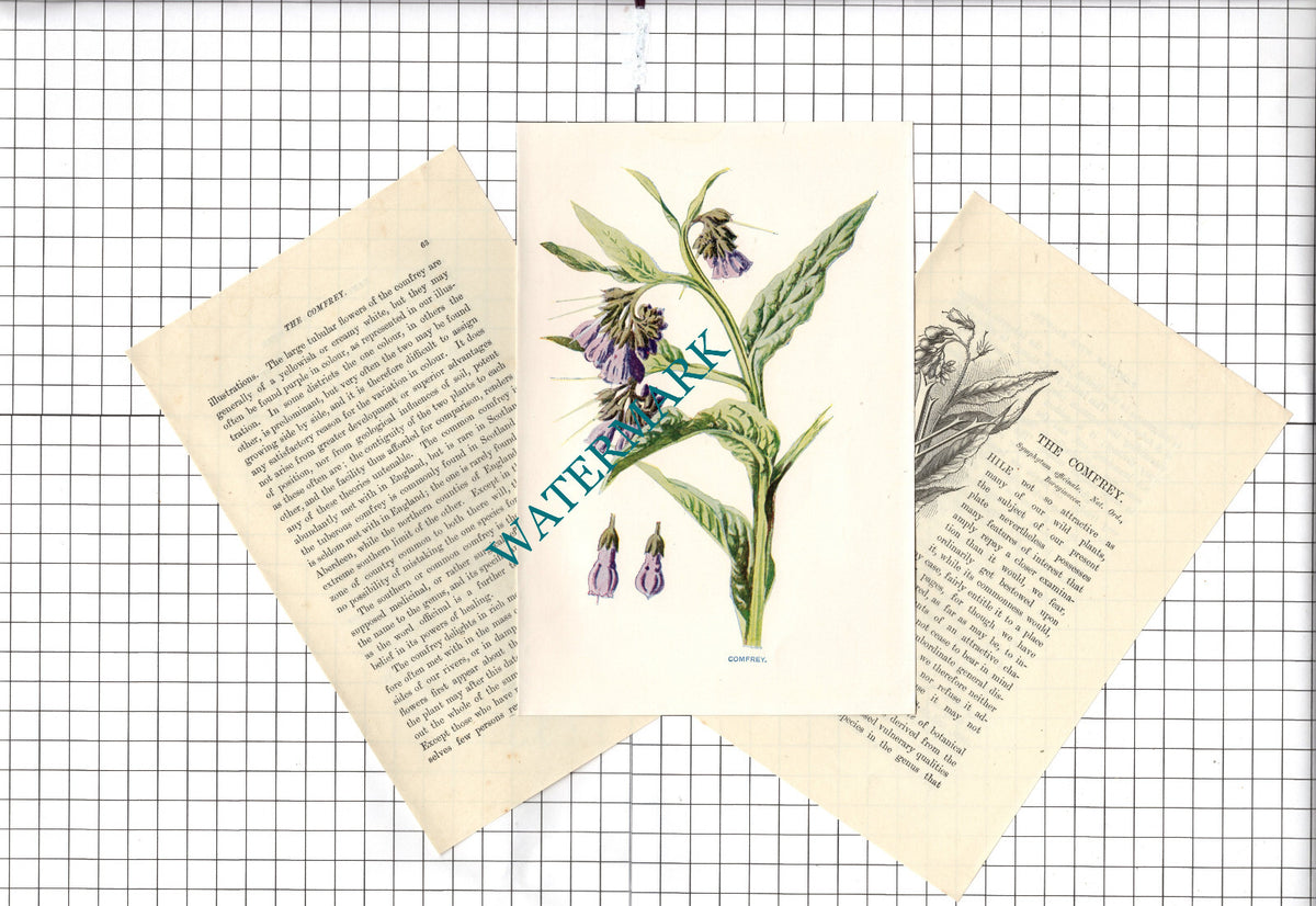 Comfrey Botannical Wild Flower Plant Hulme - c.1900 Small Print