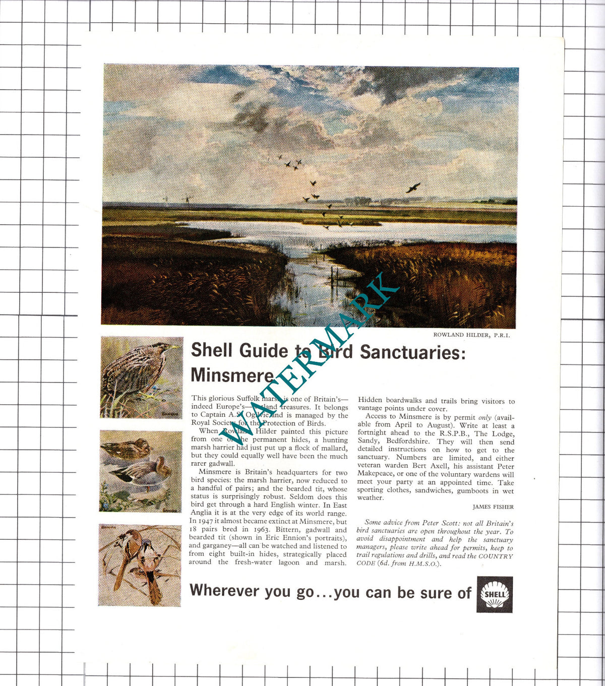 Dungeness Bird Sanctuary Rowland Hilder Shell Advert - 1965 Cutting / Print