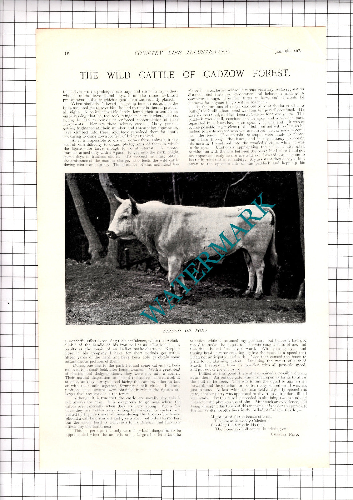 The Wild Cattle Of Cadzow Forest Lanarkshire Charles Reid - 1897 Article / Print