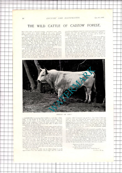 The Wild Cattle Of Cadzow Forest Lanarkshire Charles Reid - 1897 Article / Print