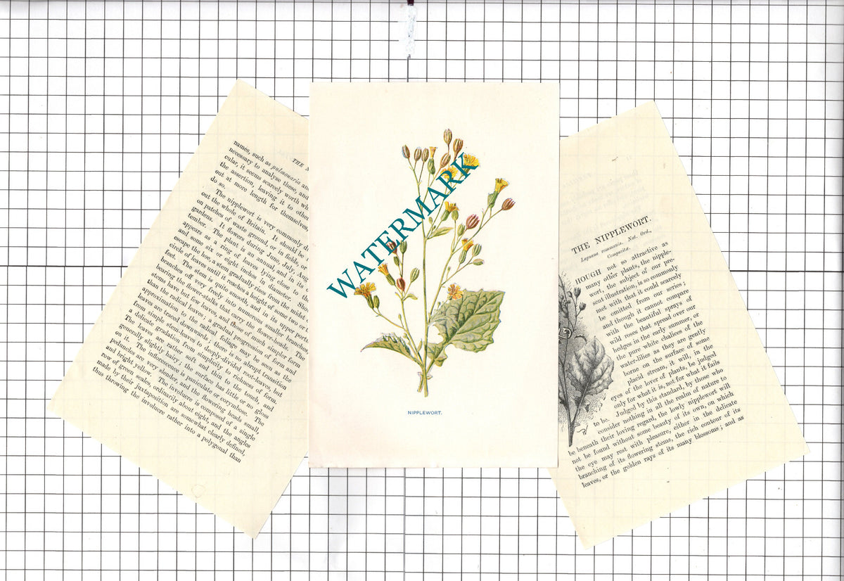 Nipplewort Botannical Wild Flower Plant  - c.1900 Small Print