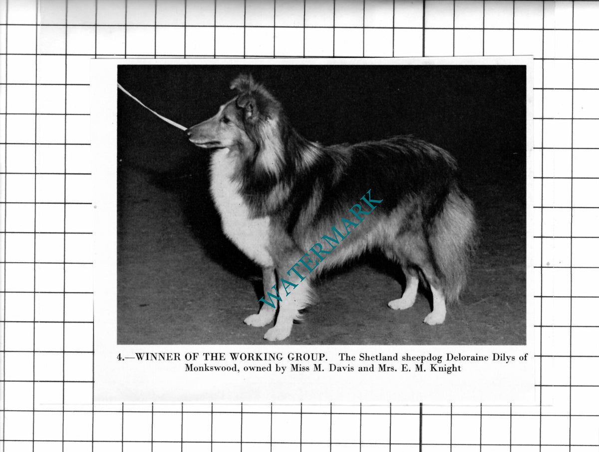 Shetland Sheepdog Deloraine Dilys Of Monkswood Davis Knight - 1967 Cutting