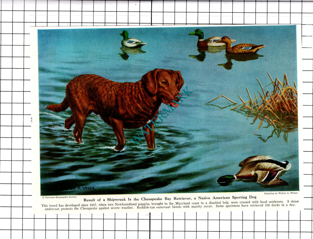 Chesapeake Bay Retriever Labrador Retriever Dog Walter A Weber - 1947 Clipping