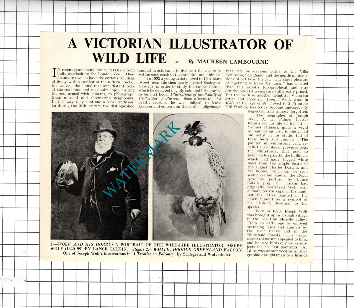 Joseph Wolf Illustrator  - 1967 Article