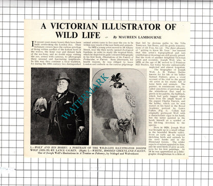 Joseph Wolf Illustrator  - 1967 Article