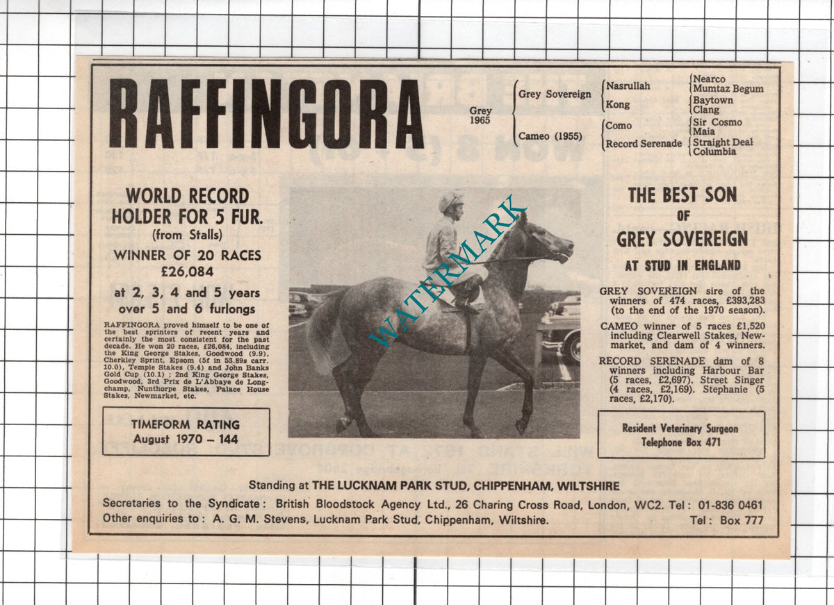 Raffingora Horse Sale Lucknam Park Stud Chippenham Advert  -1971   Cutting