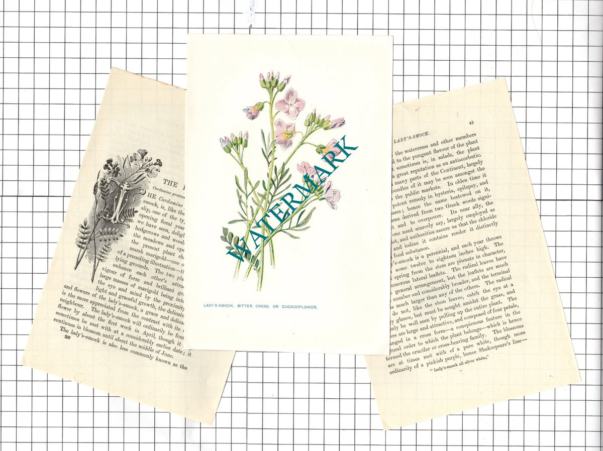 Lady's-Smock  Botannical Wild Flower Plant  - c.1900 Small Print