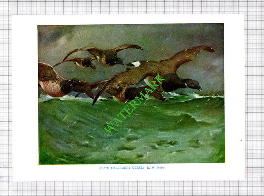 BRENT GEESE A W Seaby Bird - 1960's Cutting / Print