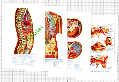 SEVEN Antique Anatomy Prints For Doctor Surgery Hospital Etc?  - 1914