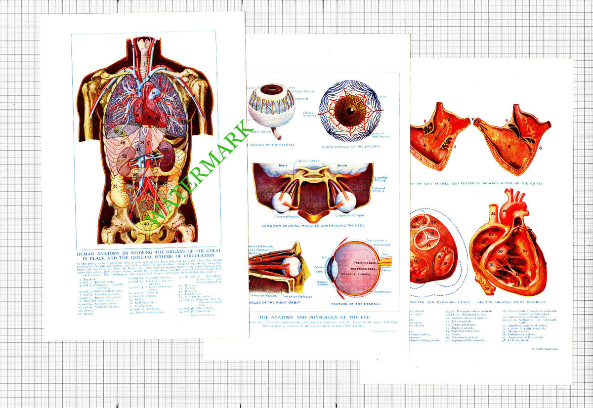 SEVEN Antique Anatomy Prints For Doctor Surgery Hospital Etc?  - 1914
