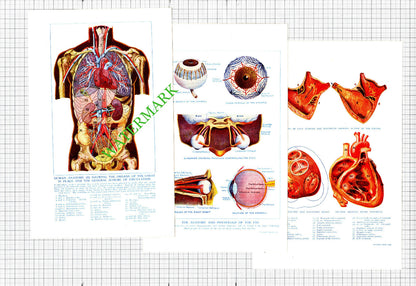 SEVEN Antique Anatomy Prints For Doctor Surgery Hospital Etc?  - 1914