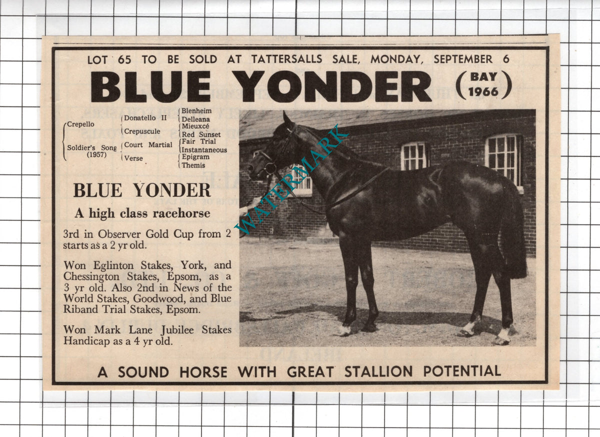 Blue Yonder Racehorse Horse Sale Advert  -1971  Cutting