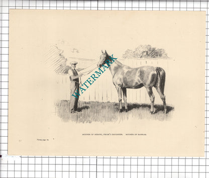 Mother Of Heroes Bahram Friar's Daughter / Sansovino Horse 1945 Clipping / Print