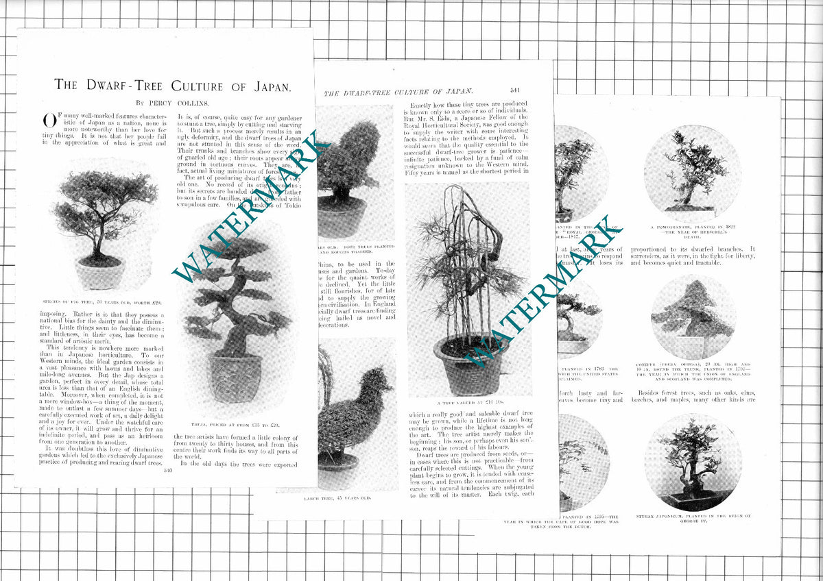Dwarf Tree  Japan Bonsai Percy Collins Segiro Takagi Eida - 1907 Article / Print