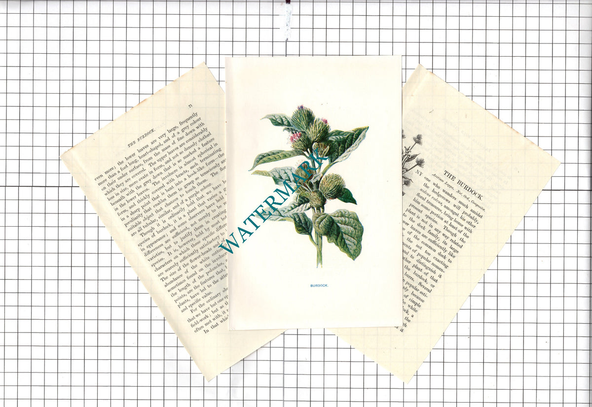 BURDOCK Botannical Wild Flower Plant Hulme - c.1900 Small Print