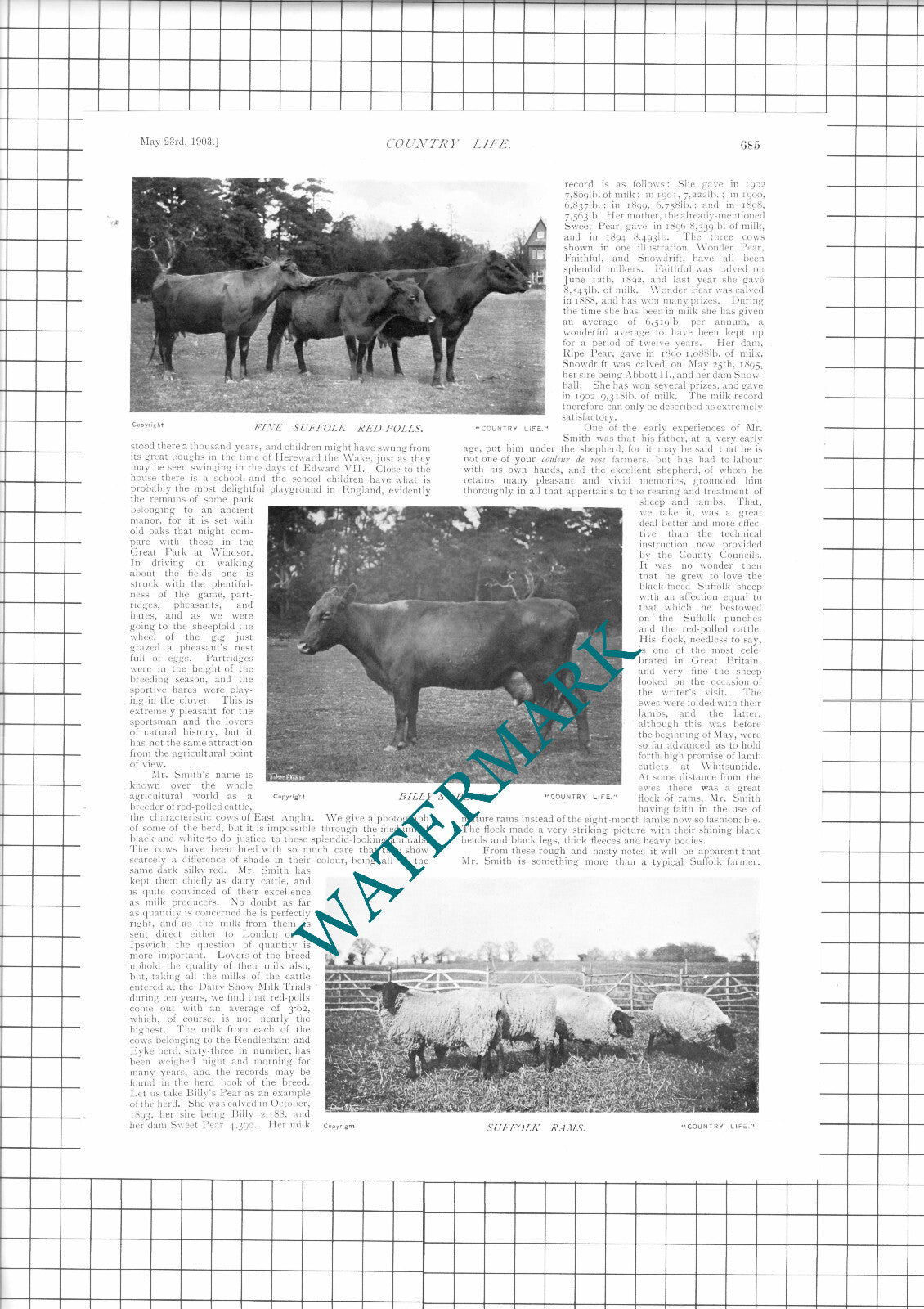 Mr Alfred J Smith Rendlesham Suffolk Red Polls Farmer   - 1903 Article / Print