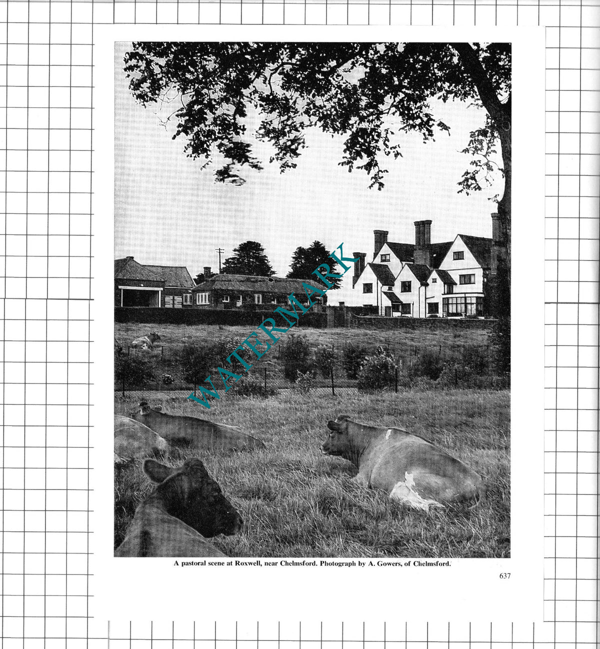 Roxwell Essex -  1967 Clipping / Print