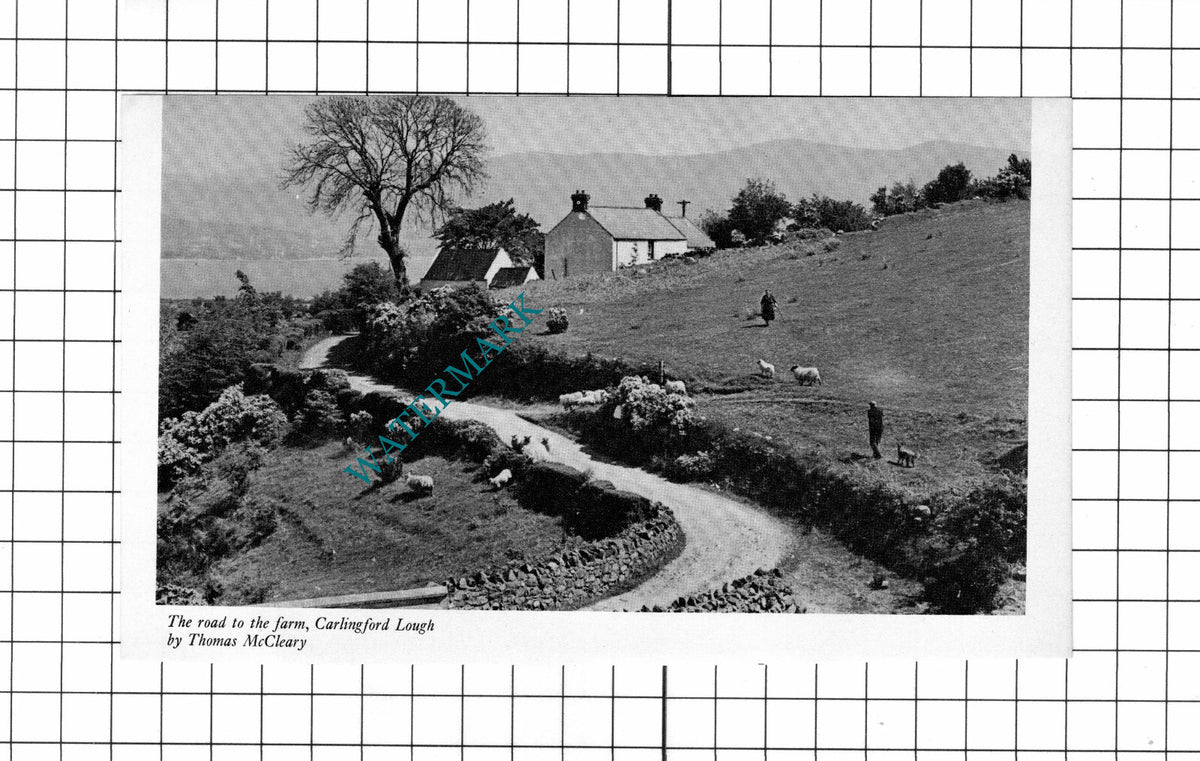 Carlingford Lough Farm  - 1971 Clipping / Print