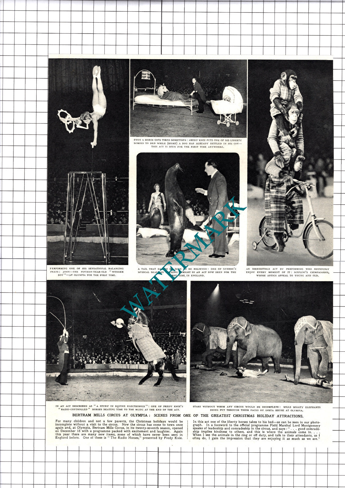 Bertram Mills Circus Olympia Freddy Knie Sciplini  - 1953 Cutting / Print