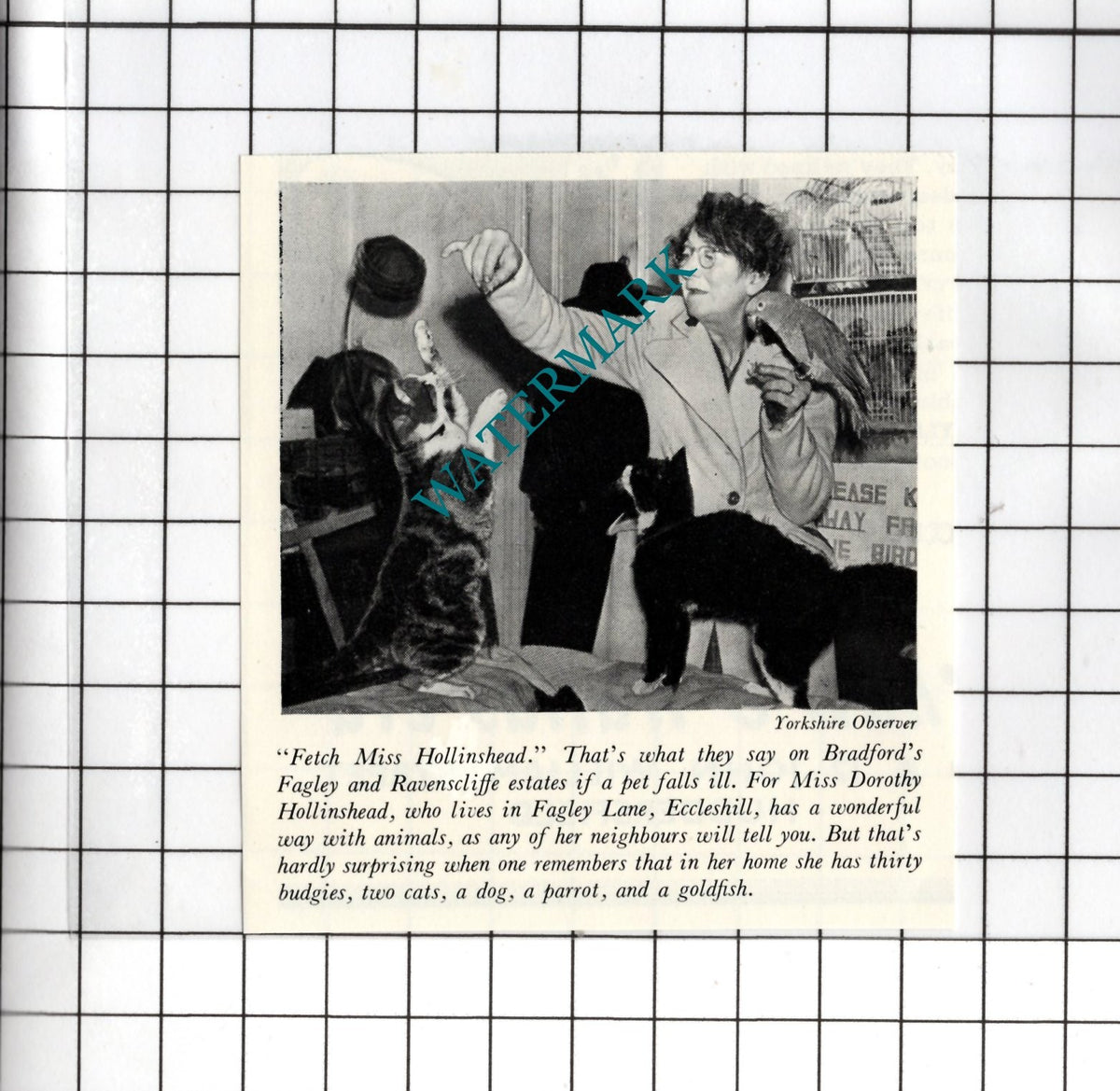 Miss Dorothy Hollinshead Fagley Lane Eccleshill Yorkshire - 1956  SMALL Clipping