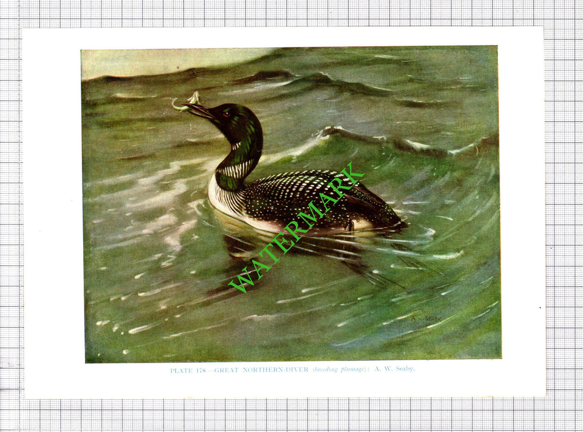 GREAT NORTHERN DIVER  A W Seaby Bird - 1960's Cutting / Print