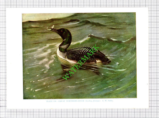 GREAT NORTHERN DIVER  A W Seaby Bird - 1960's Cutting / Print