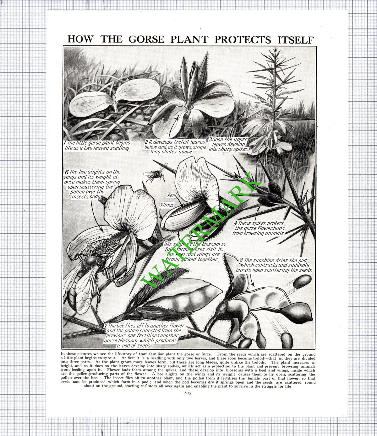 The Gorse Plant - c.1940s Cutting / Print