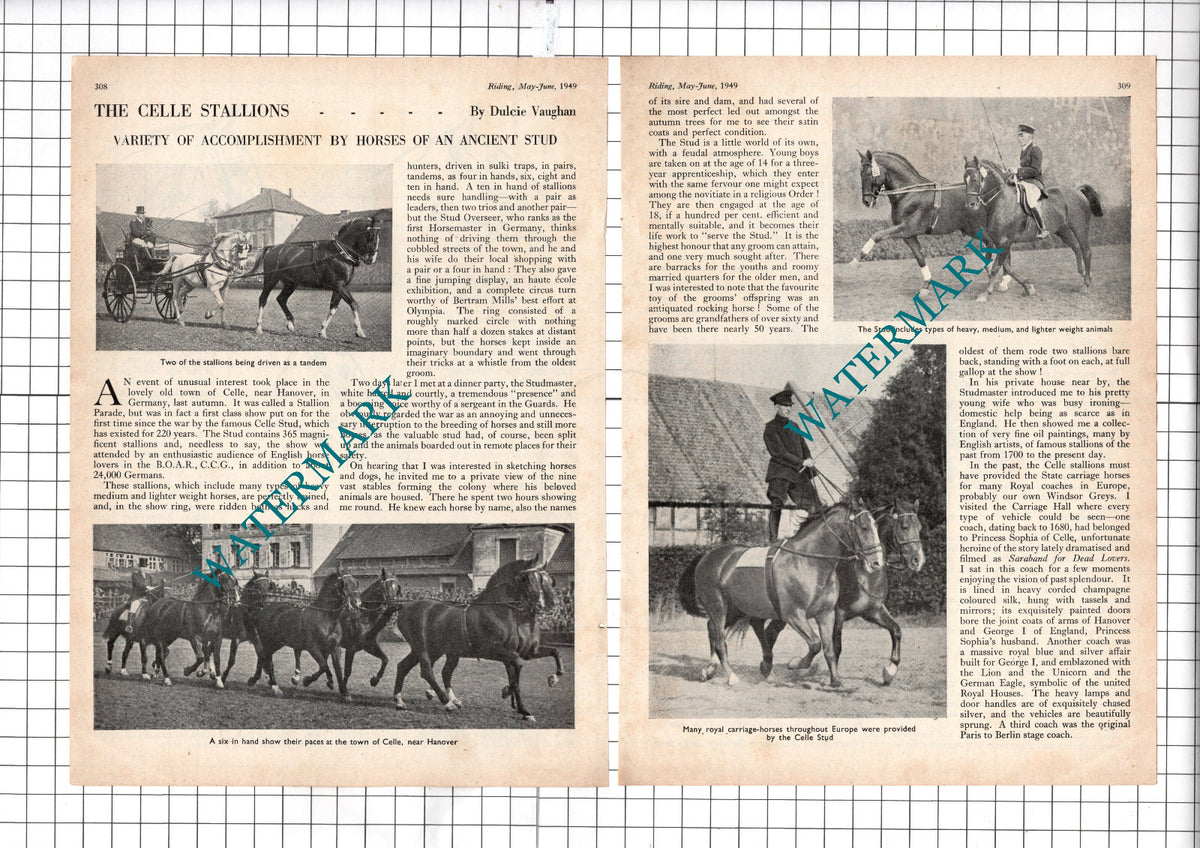 The Celle Stallions Celle Hanover Germany Dulcie Vaughan  - 1949 Article