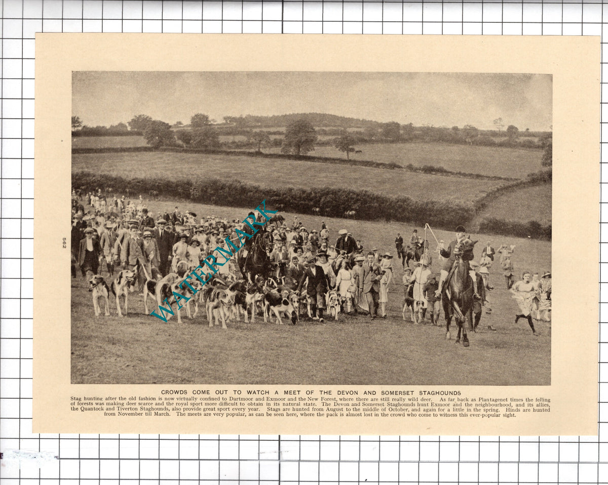 Devon and Somerset Staghounds  -  c.1930's Cutting