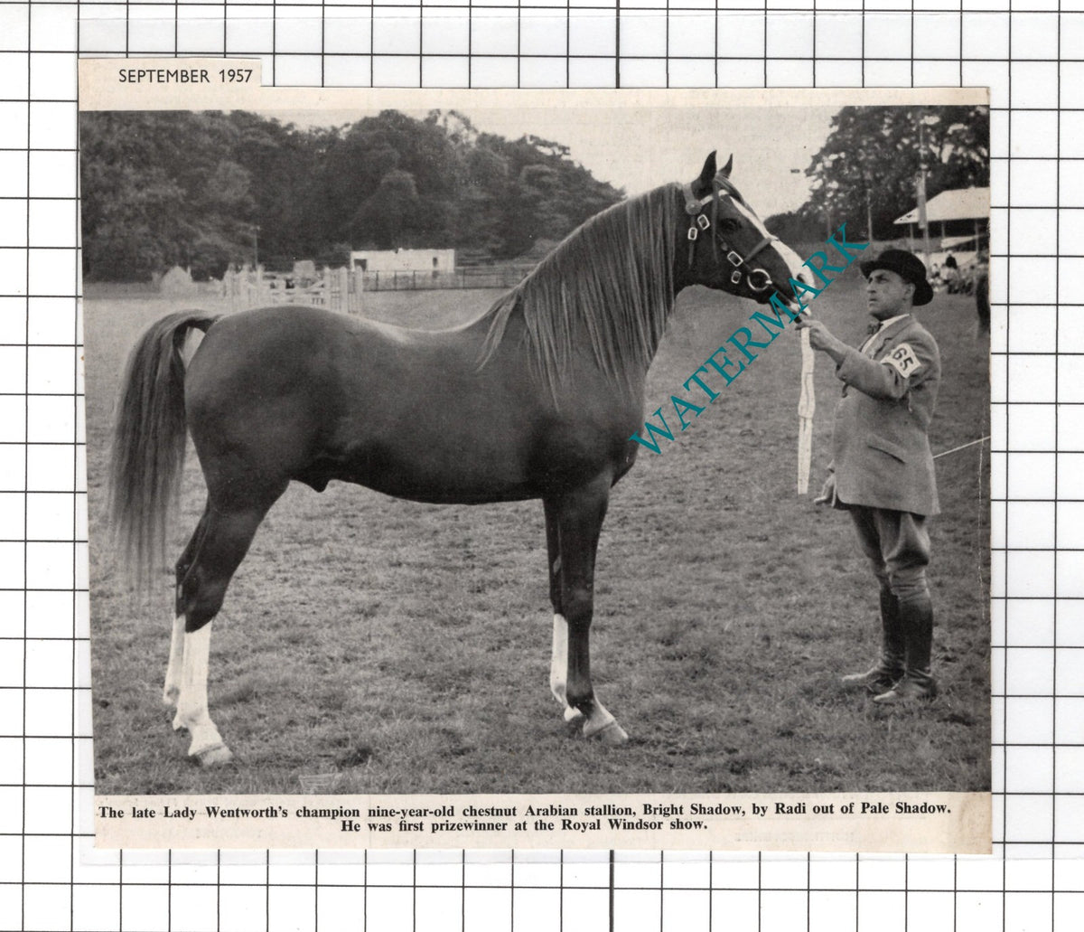Lady Wentworth Horse Bright Shadow - 1957  Clipping
